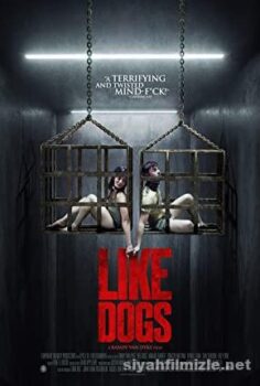 Like Dogs