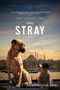 Stray