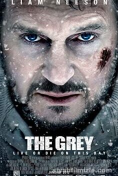 The Grey