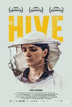 Hive